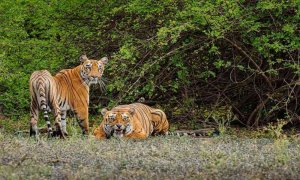 Read more about the article Tiger Reserves in India